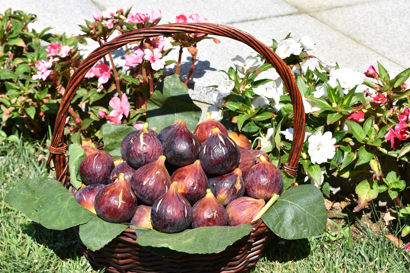 Vazgeçemediğimiz Dillere Destan Meyve: İncir